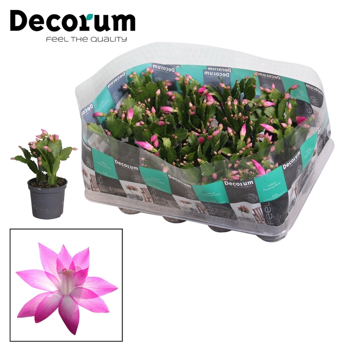 <h4>Schlumb Roze 20 Knop</h4>