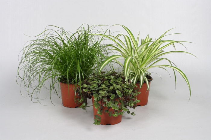 Ov Kamerplanten Gemengd