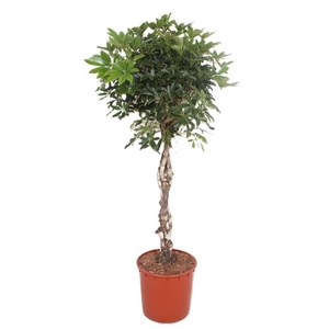 Schefflera Compacta