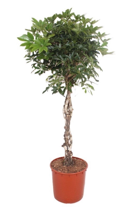 <h4>Schefflera Compacta</h4>