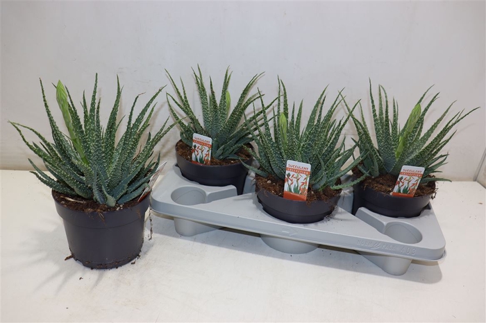 <h4>arr8 Aloe Humilis Met Bloem</h4>