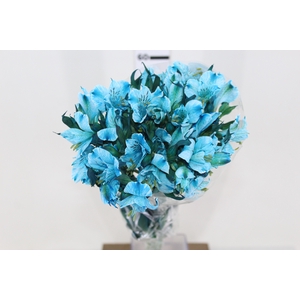 ALSTROEMERIA TINGIDA 080 CM AZUL