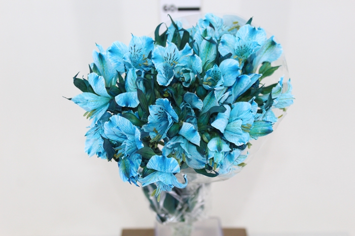 ALSTROEMERIA TINGIDA 080 CM AZUL