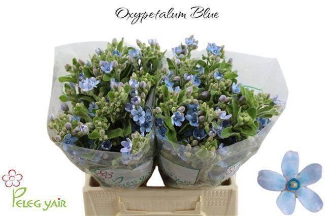 <h4>OXY CO TAN PURE BLU</h4>