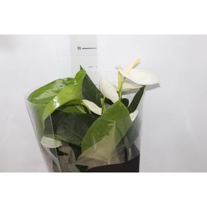 ANTHURIUM ALASKA P17 PREMIUM