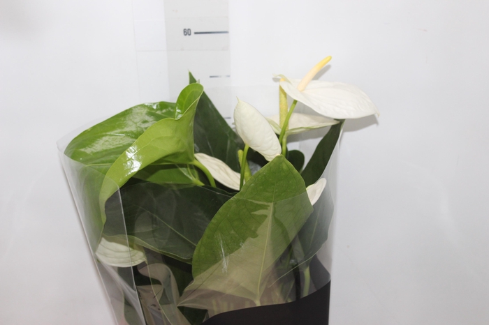 <h4>ANTHURIUM ALASKA P17 PREMIUM</h4>