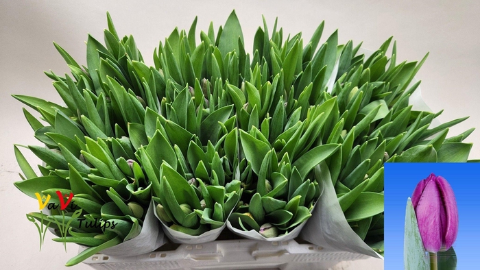 <h4>TU EN BULLIT</h4>