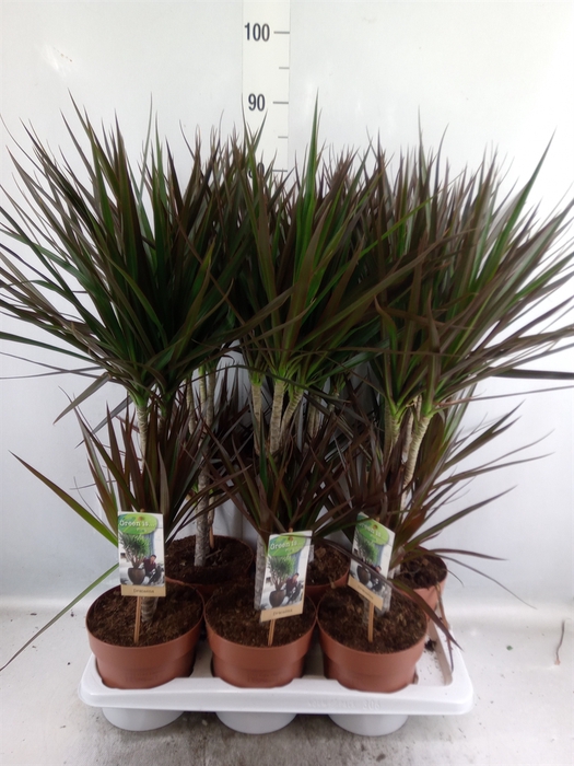 <h4>Dracaena marg. 'Magenta'</h4>