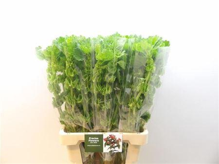 <h4>Moluccella Stuk</h4>