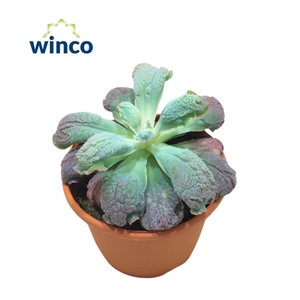 Echeveria Paul Bunyan