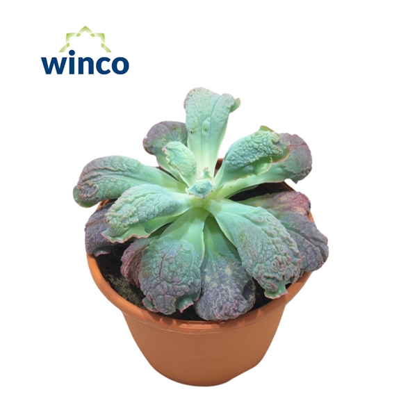<h4>Echeveria Paul Bunyan</h4>