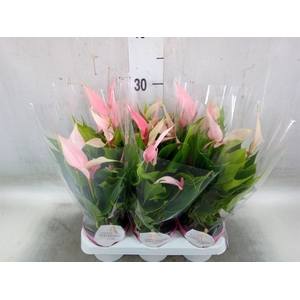 Anthurium andr. 'Lilli'