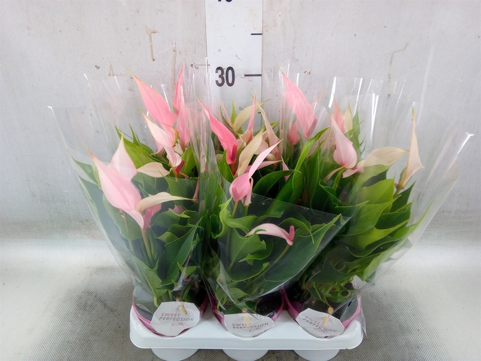 <h4>Anthurium andr. 'Lilli'</h4>