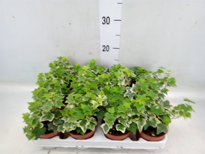 <h4>Hedera helix 'Eva'</h4>