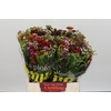 BQ Kaaps Groen Mandarin