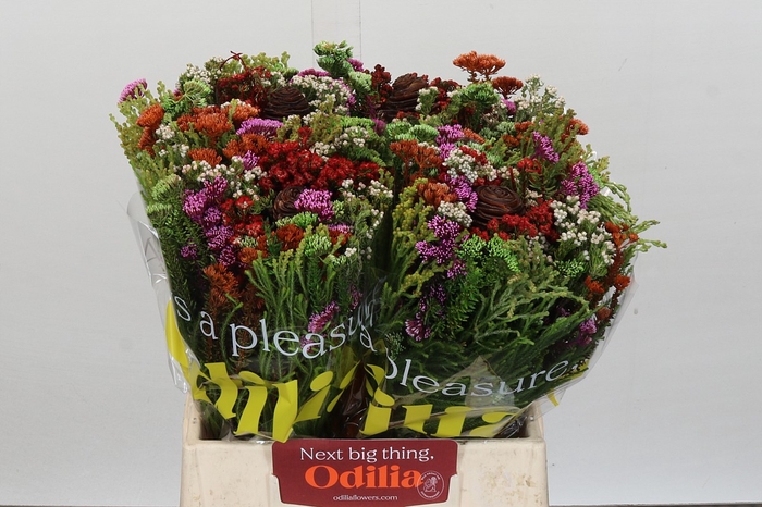 BQ Kaaps Groen Mandarin