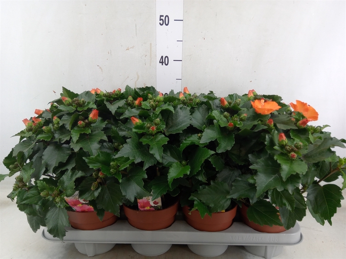 <h4>Hibiscus rosa-sin.   ...</h4>