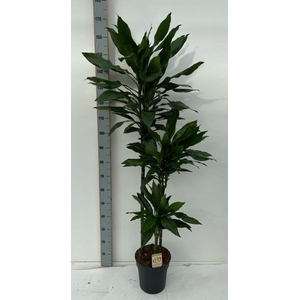 Dracaena Janet Lind 24Ø 160cm 3pp