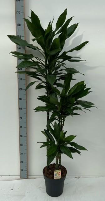 Dracaena Janet Lind 24Ø 160cm 3pp