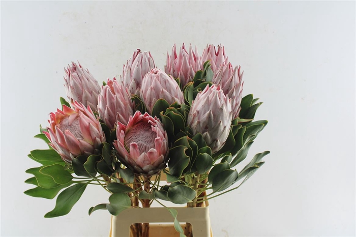 <h4>Protea Cynaroides</h4>