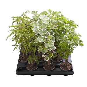POLYSCIAS BALFOURIANA P6 STAM MIX