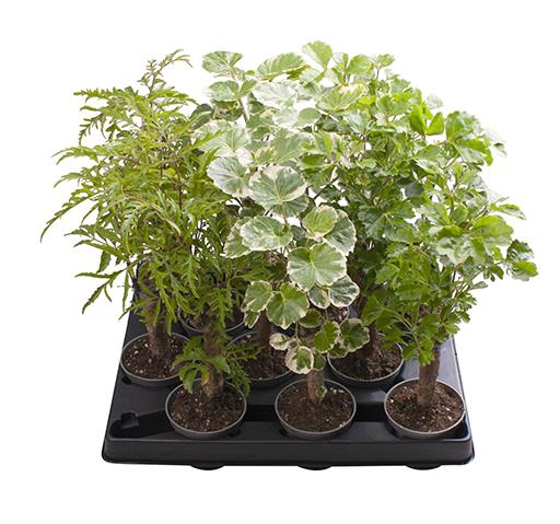POLYSCIAS BALFOURIANA P6 STAM MIX