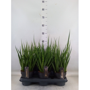 Sansevieria cyl.  ...