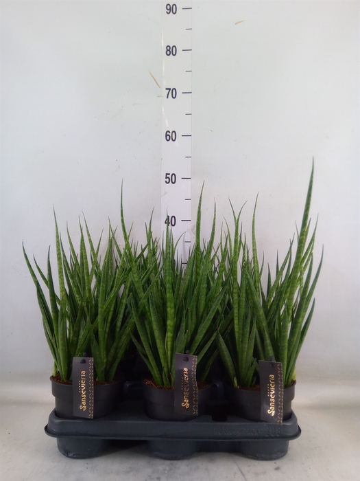 <h4>Sansevieria cyl.  ...</h4>