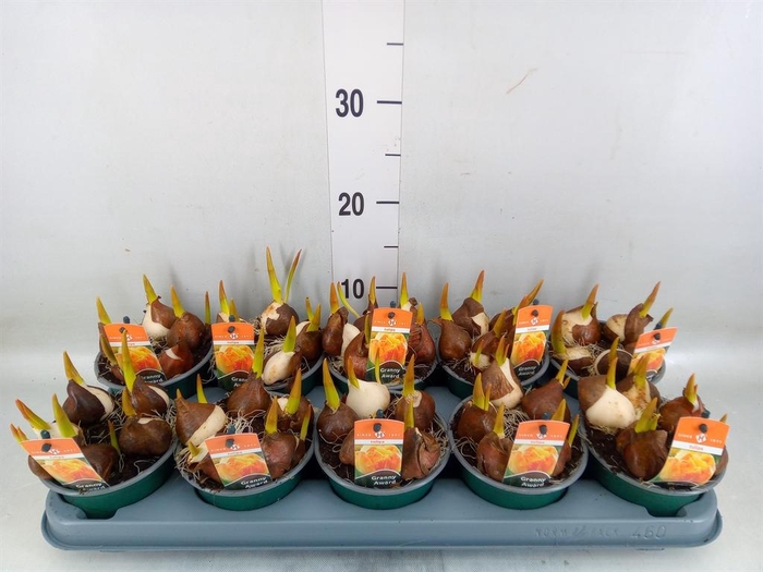 <h4>Tulipa   ...</h4>