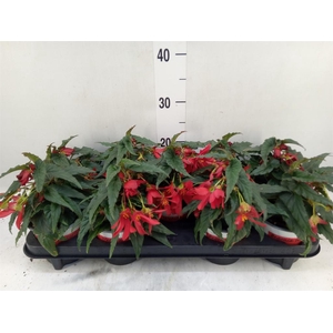 Begonia boliv. 'Beauvilia Red'