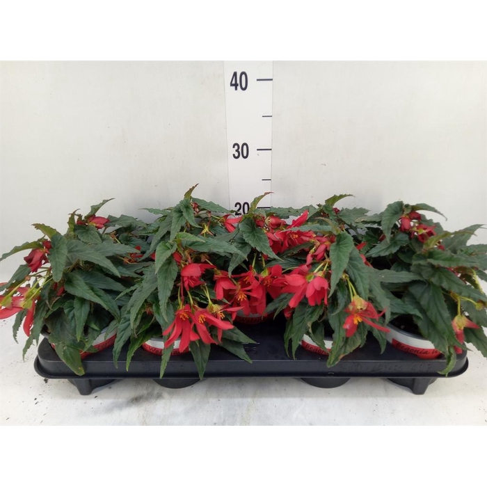 <h4>Begonia boliv. 'Beauvilia Red'</h4>