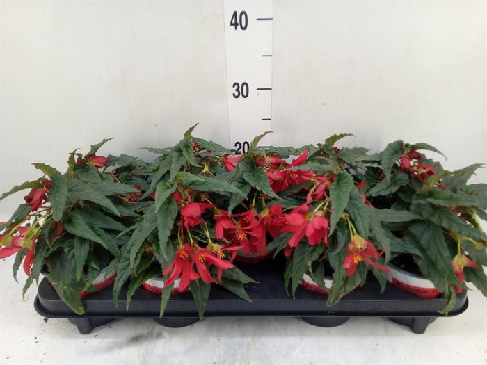 <h4>Begonia boliv. 'Beauvilia Red'</h4>