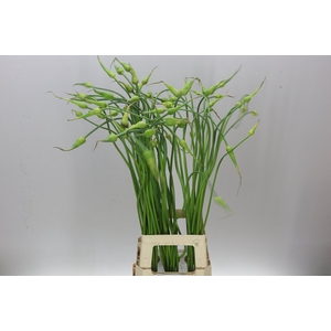 Allium Sa Ophioscordon