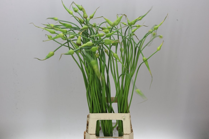 <h4>Allium Sa Ophioscordon</h4>