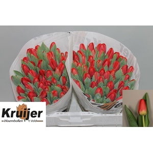 TU EN ANTARCTIC FIRE