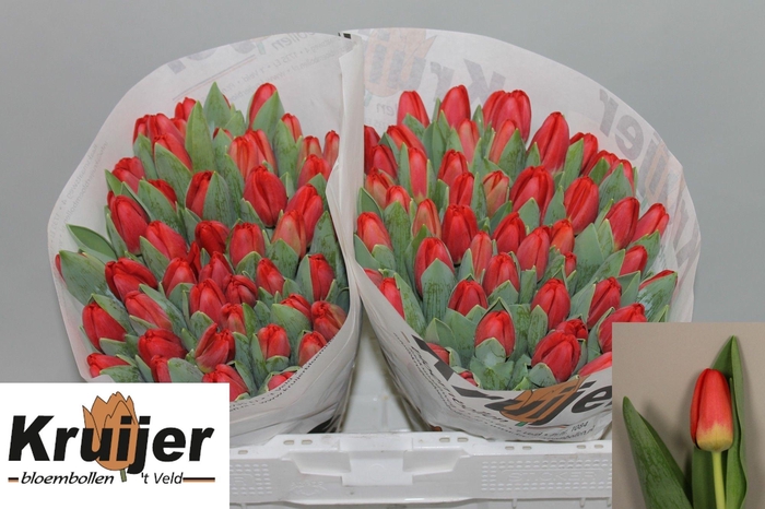 <h4>TU EN ANTARCTIC FIRE</h4>