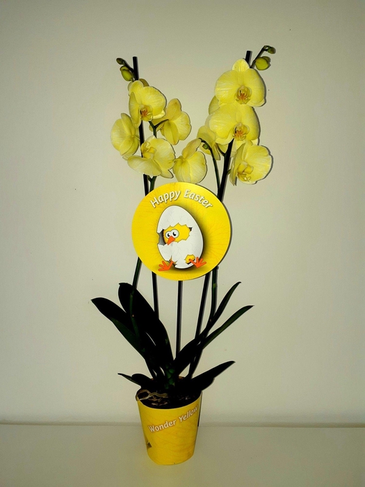 <h4>Pasen 2 tak</h4>