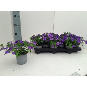 CALIB CA DARK BLUE