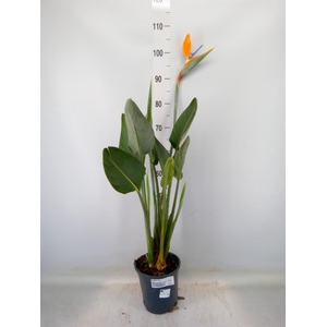 Strelitzia reg.
