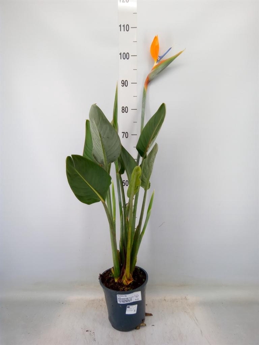 <h4>Strelitzia reg.</h4>