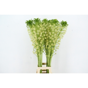 EUCOMIS C JOHANNESBURG XXL