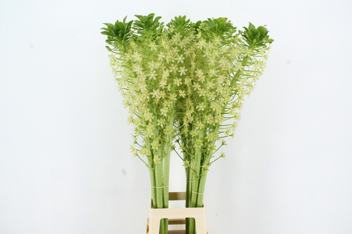 <h4>EUCOMIS C JOHANNESBURG XXL</h4>