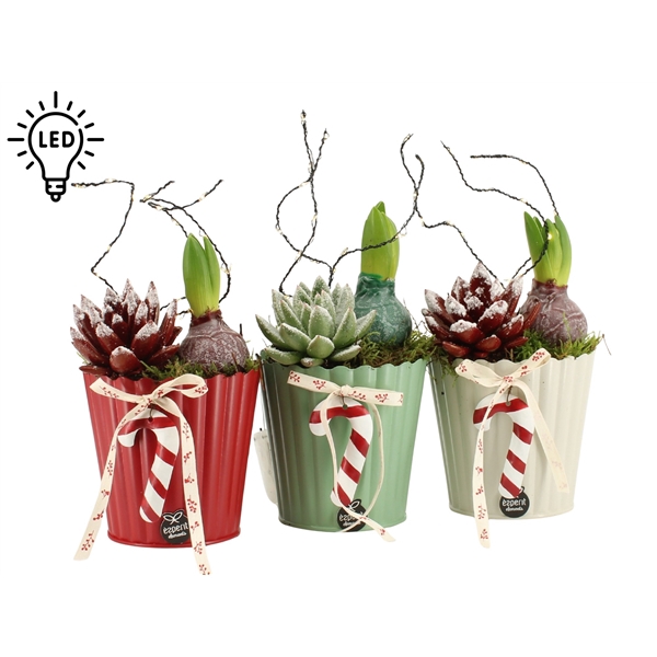 <h4>Arrangementen kamerplanten 6%</h4>