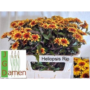 Heliopsis Heli Scabra