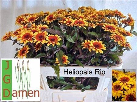<h4>Heliop Helian Scabra</h4>