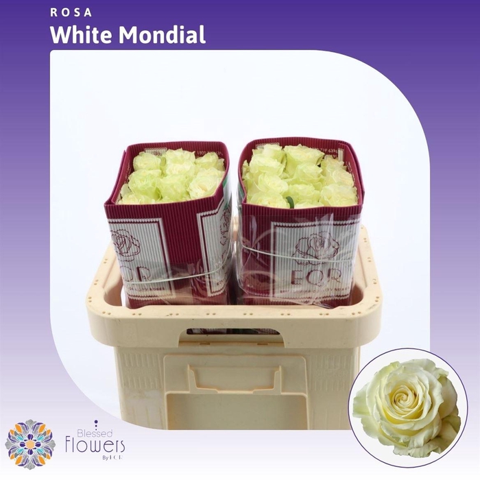 <h4>Rosa gr White Mondial</h4>