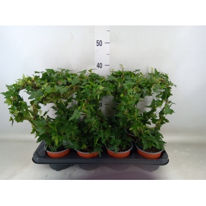 Hedera helix   ..special shapes L%