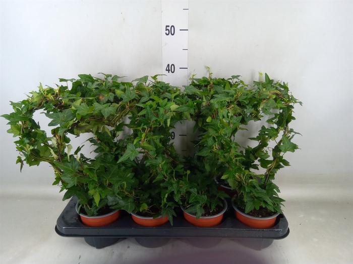 <h4>Hedera helix   ..special shapes L%</h4>