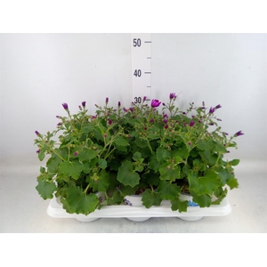 Pericallis cr. 'Mandala Magenta'