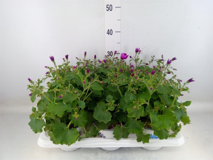 <h4>Pericallis cr. 'Mandala Magenta'</h4>